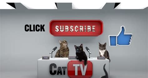 cattv|cat tv online free.